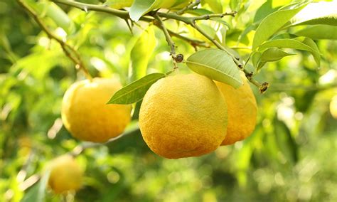 What Is The Smell Of Yuzu