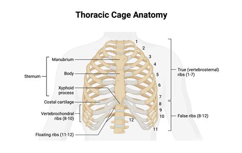 What Is Thoracic