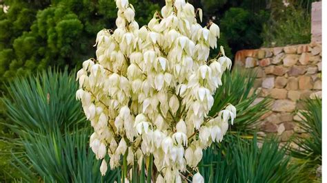 What Is Yucca