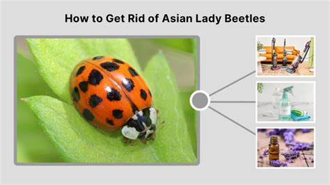 What Kills Asian Lady Beetles