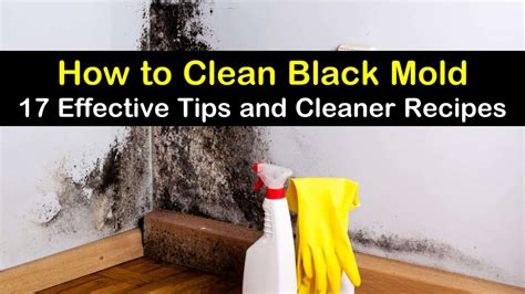 What Kills Black Mold Permanently