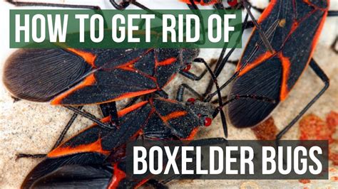 What Kills Boxelder Bugs Instantly