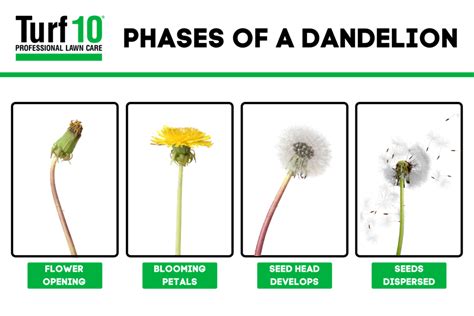 What Kills Dandelions