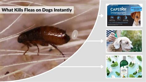 What Kills Dog Fleas Instantly