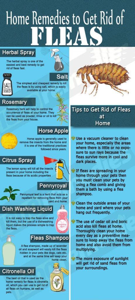 What Kills Fleas Instantly Home Remedy
