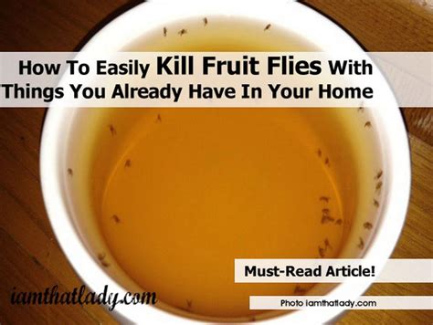 What Kills Fruit Flies Instantly