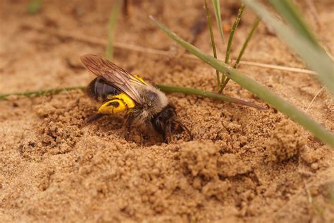 What Kills Ground Bees