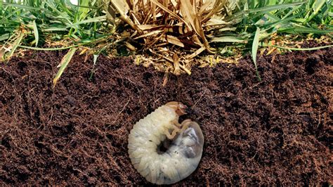 What Kills Grub Worms In Your Yard