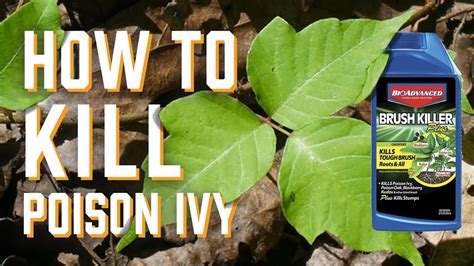 What Kills Ivy Roots Permanently