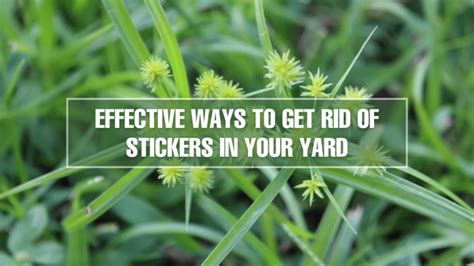 What Kills Stickers In Your Yard
