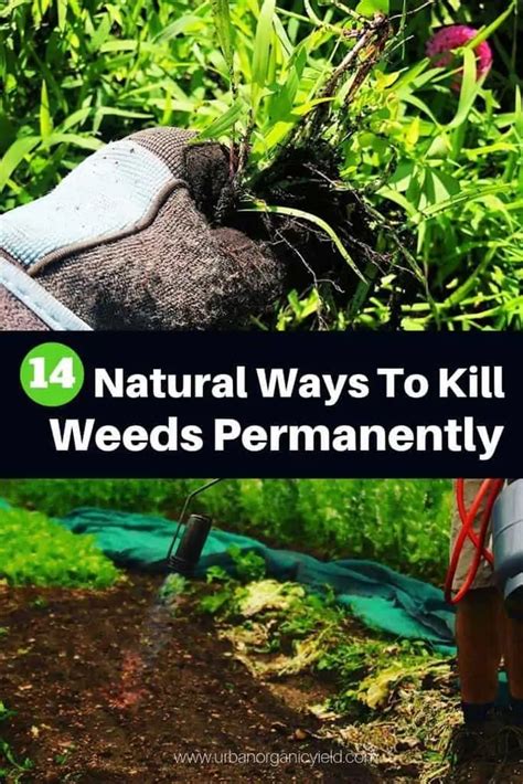 What Kills Weeds Permanently Naturally