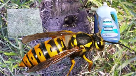 What Kills Yellow Jackets
