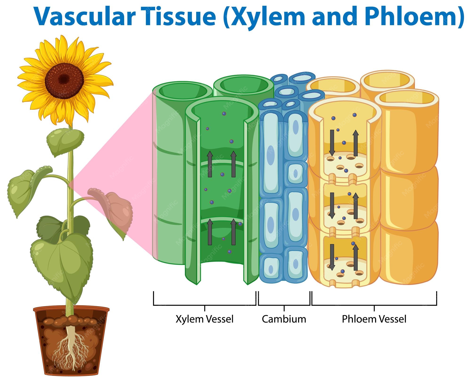 What Plants Have Xylem? A Guide To Vascular Botany