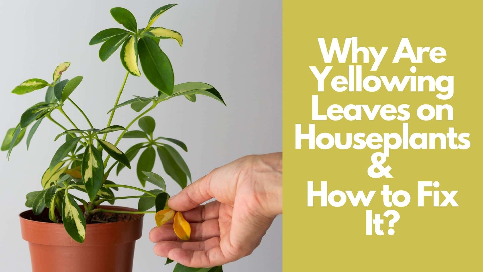 Why Your Houseplants Have Yellow Leaves And How To Fix Them