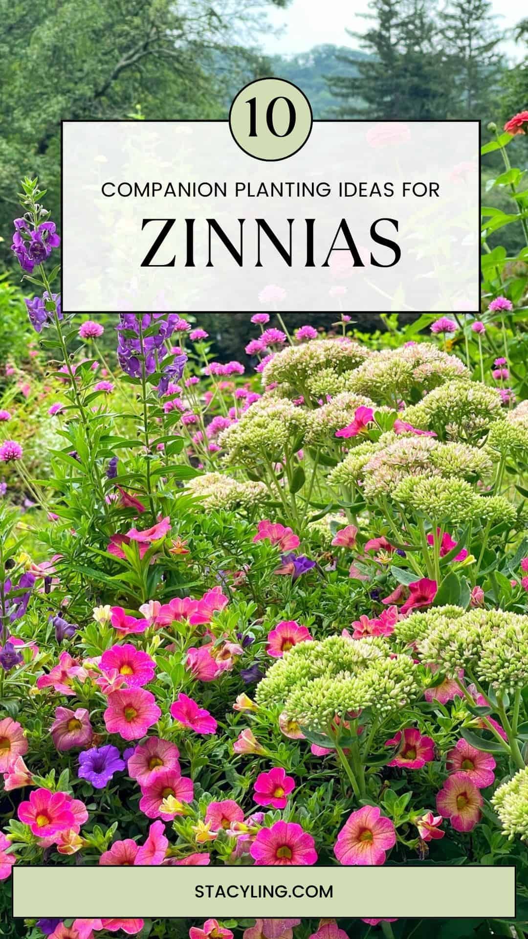 Best Companion Plants For Zinnias: A Planting Guide