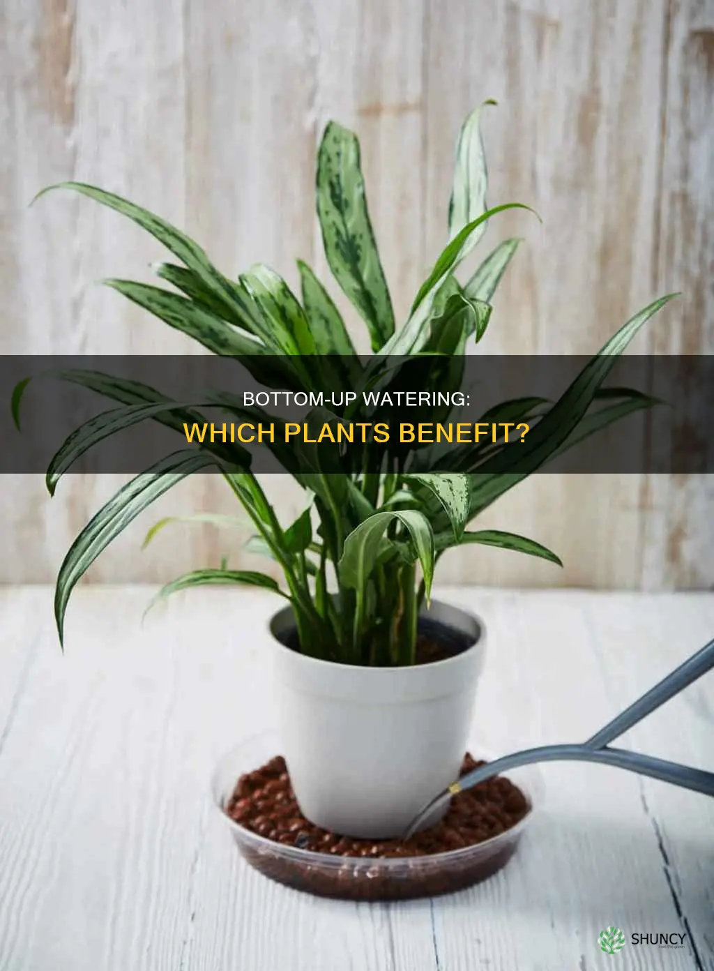 Which Houseplants Benefit Most From Bottom Watering?