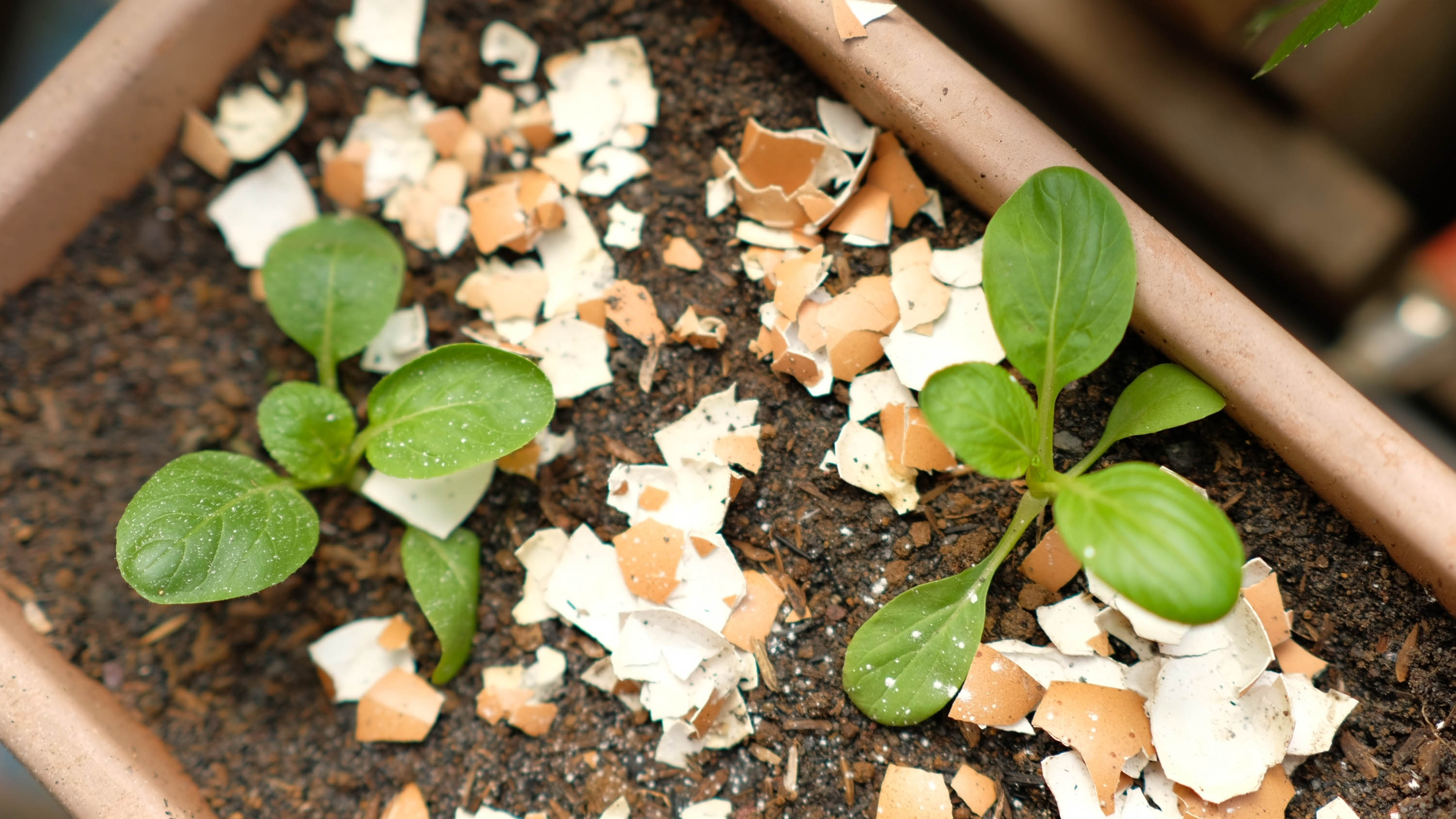 Which Plants Actually Need Calcium From Eggshells?