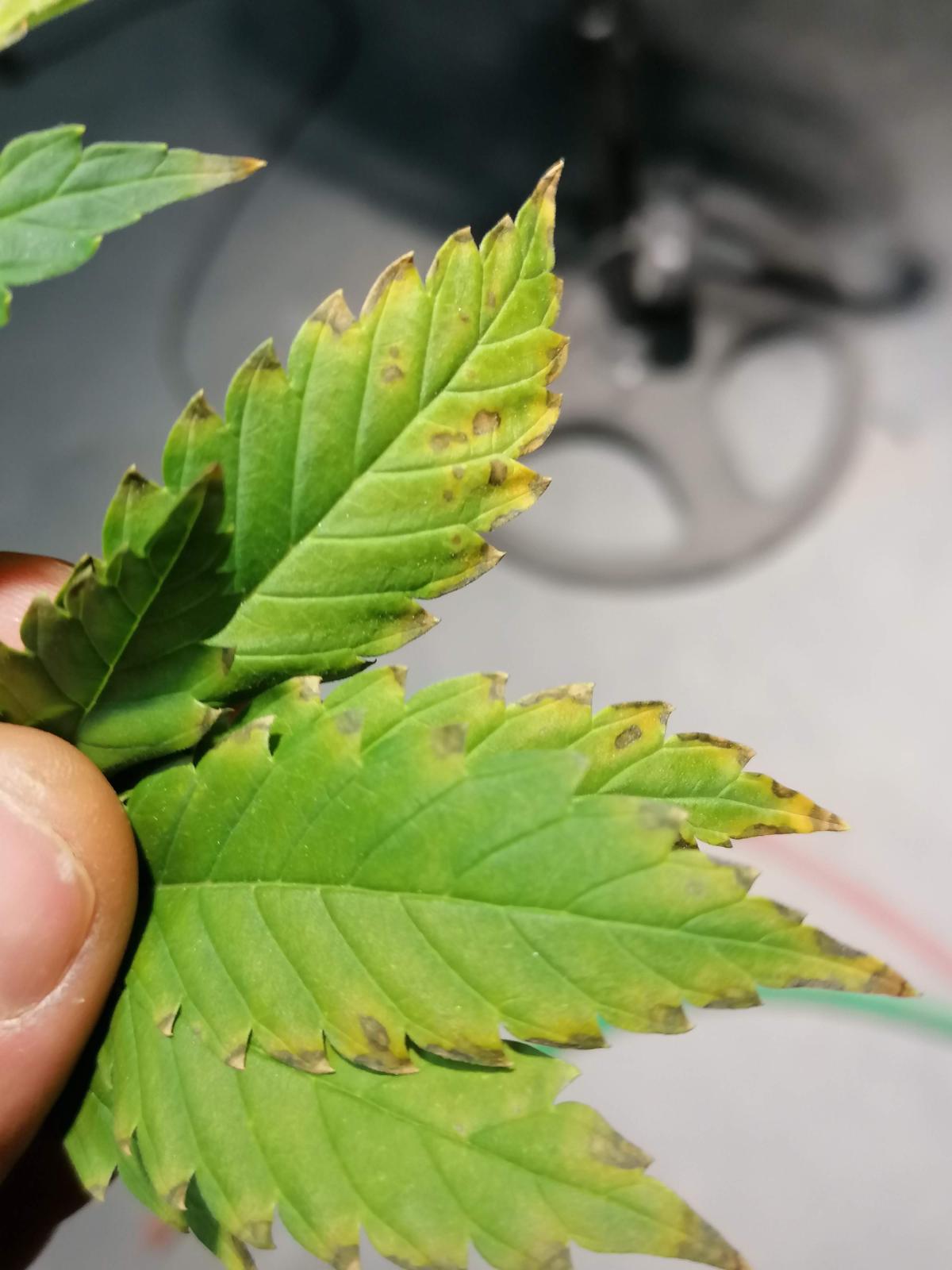What Plants Need Calcium To Grow And How To Spot Deficiencies