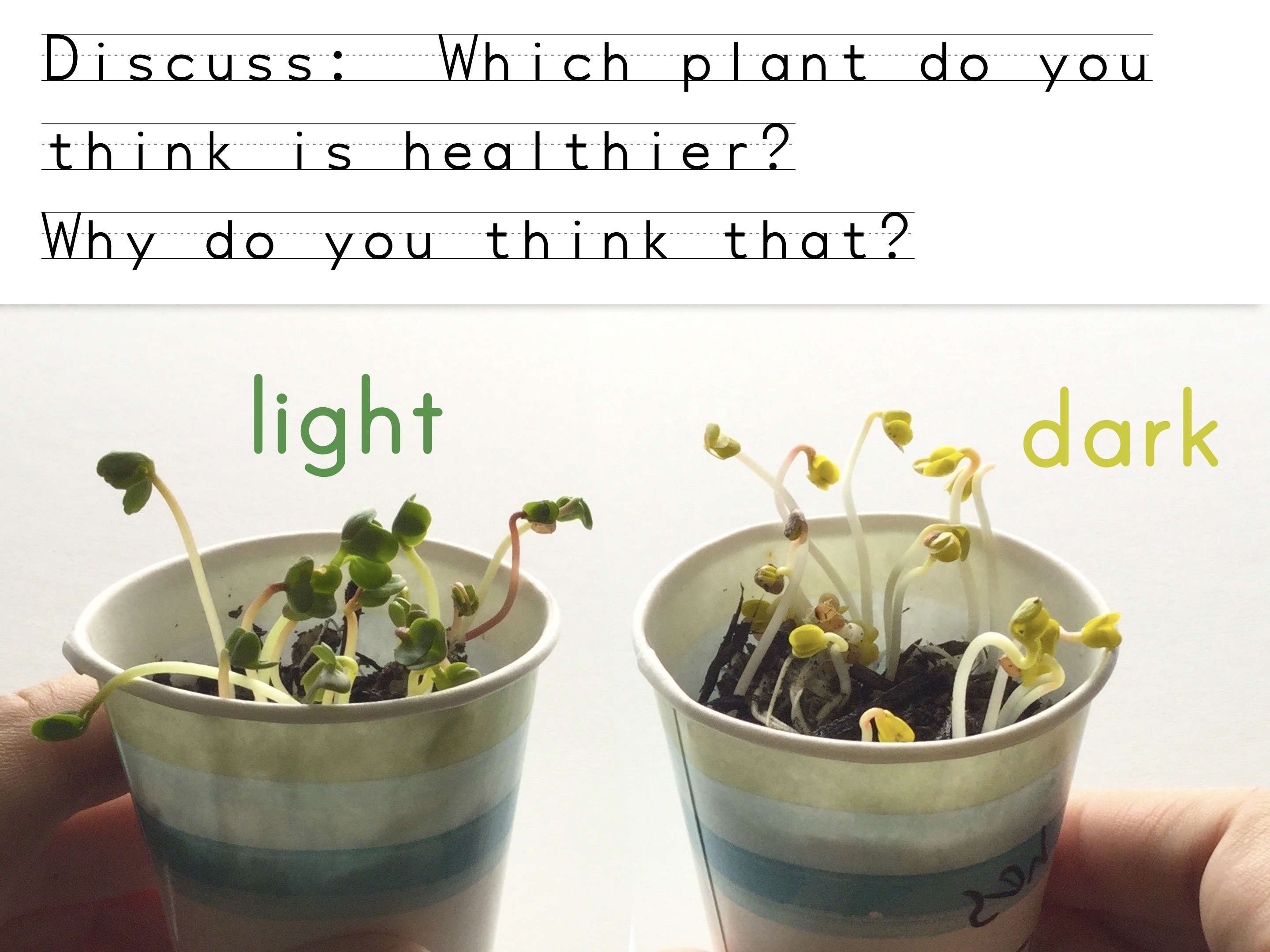 Darkness To Grow: What Plants Need Darkness To Germinate