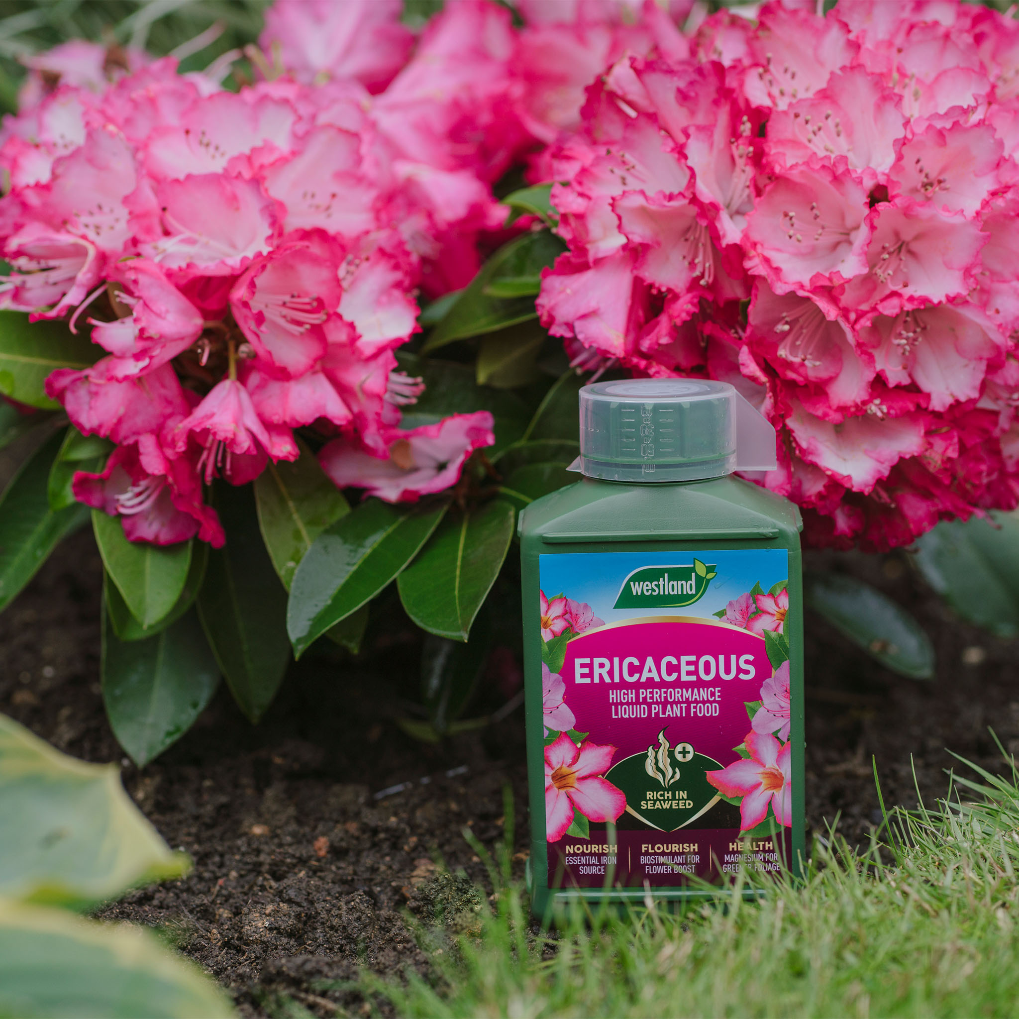 Which Garden Plants Need Ericaceous Food To Thrive?
