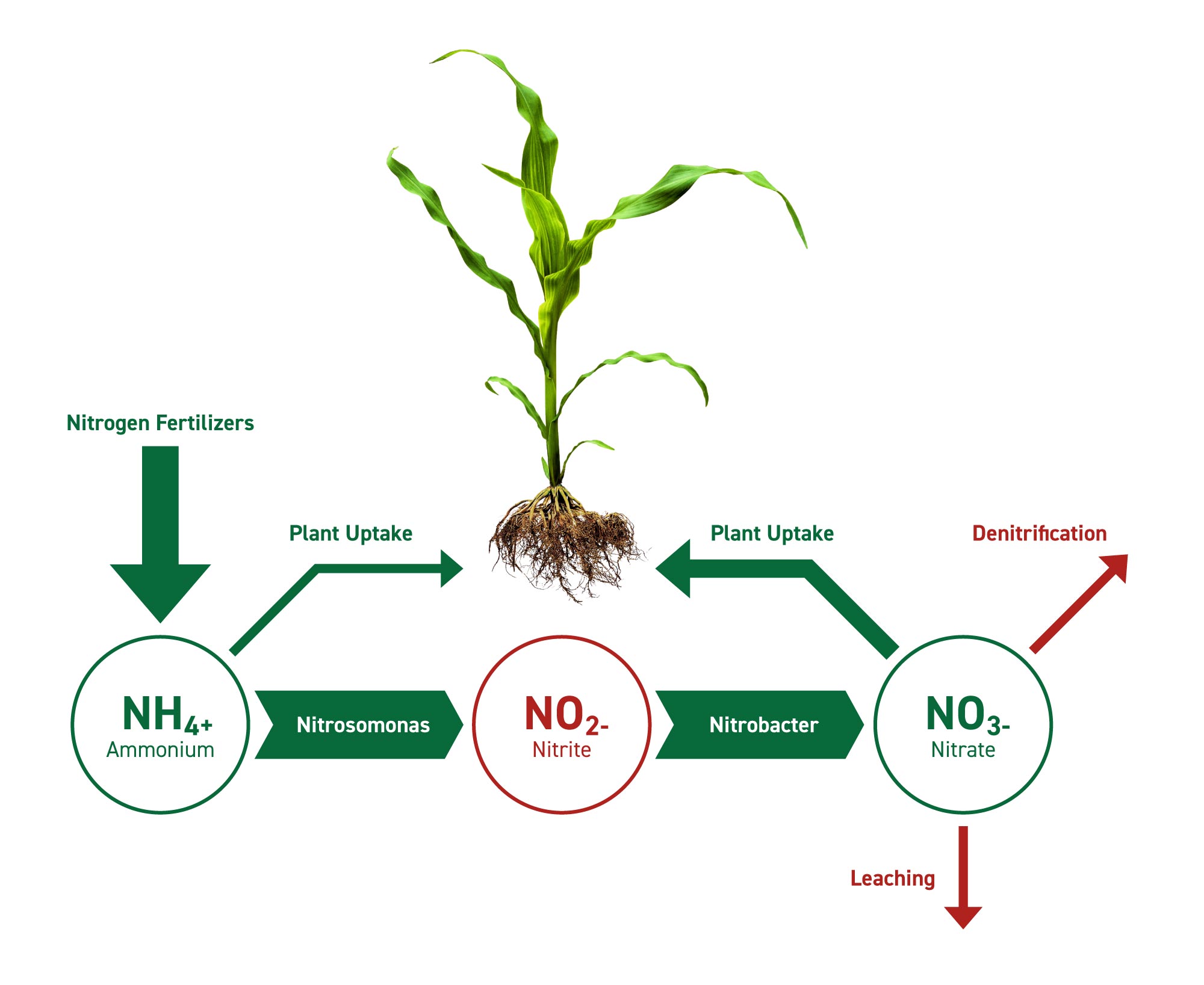 Which Garden Plants Need Extra Nitrogen To Thrive?