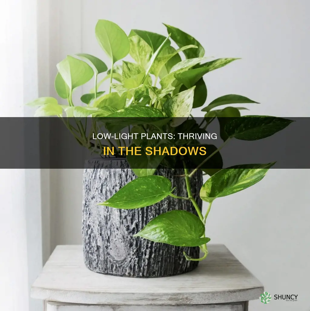 Thriving In The Shadows: What Plants Need Low Light
