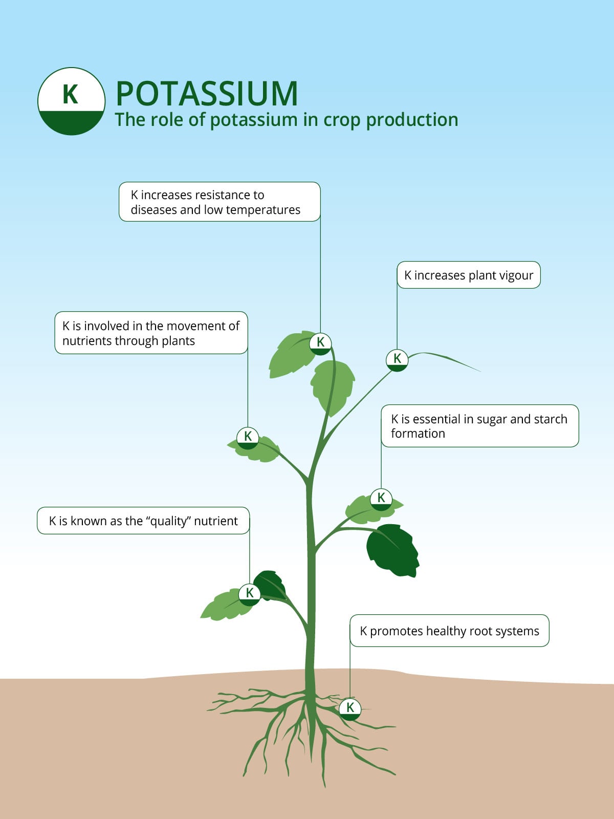 Which Garden Plants Need Potassium Fertilizer The Most?