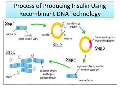 What Prevents Insulin Production