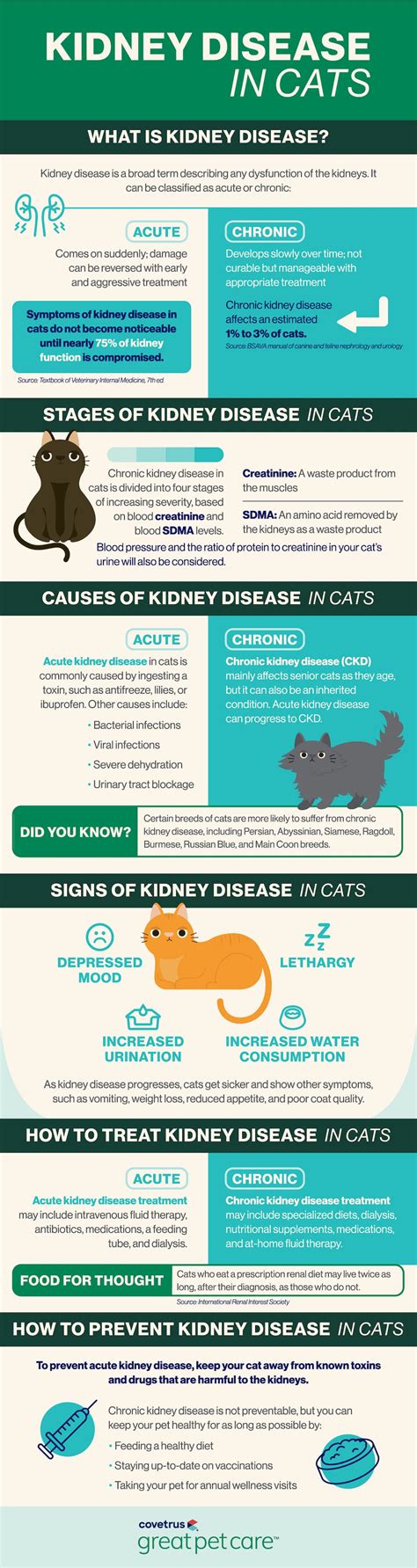 What Prevents Kidney Disease In Cats
