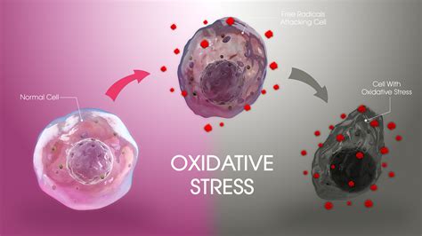 What Prevents Oxidative Stress