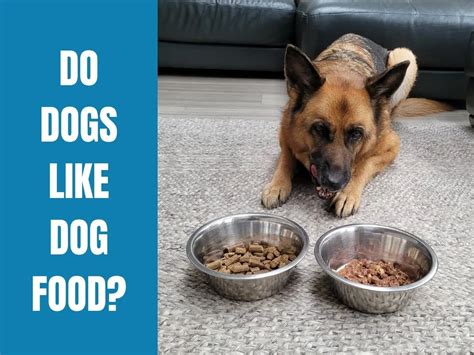 What Taste Do Dogs Like