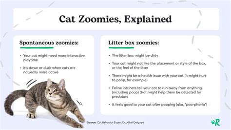 What Triggers Cat Zoomies
