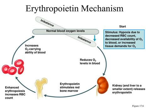 What Triggers Erythropoiesis