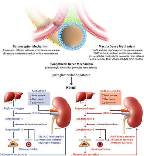 What Triggers Kidneys To Release Renin