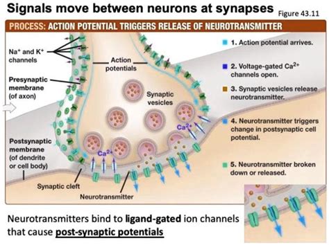 What Triggers Neurotransmitter Release