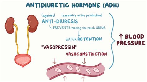 What Triggers Release Of Antidiuretic Hormone