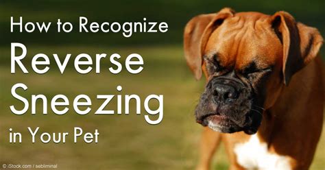 What Triggers Reverse Sneezing In Dogs