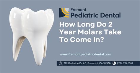 When Do Molars Come In