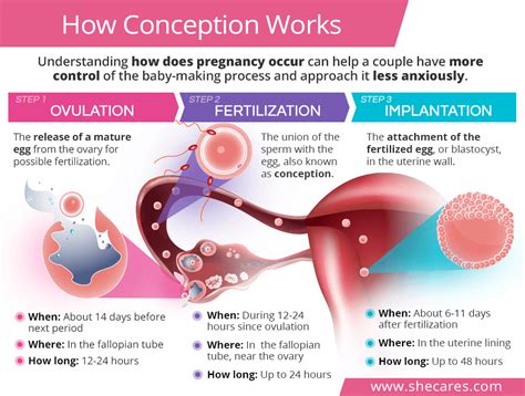 When Does Happen Pregnancy