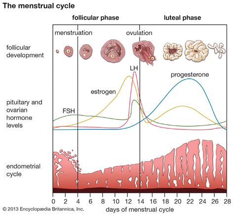 When Does Menstruation Happen