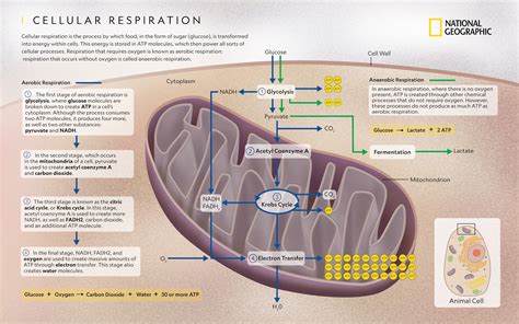 When Does Respiration Happen