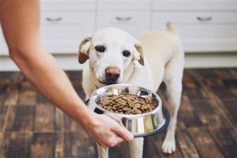 When Is Best Time To Feed Dog