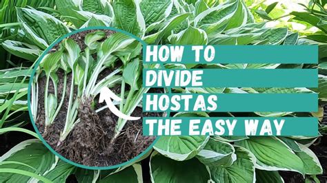 When Is Best Time To Move Hostas