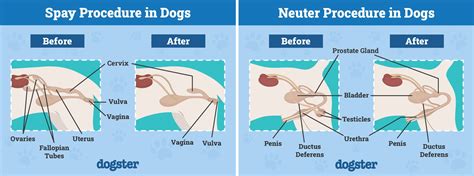 When Is Best Time To Neuter Puppy