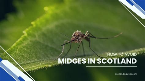 When To Avoid Scotland Midges