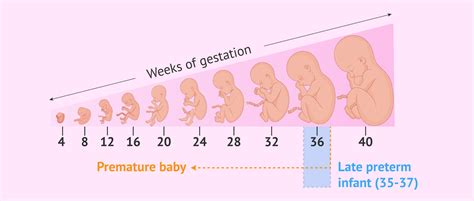 When Was Born Late