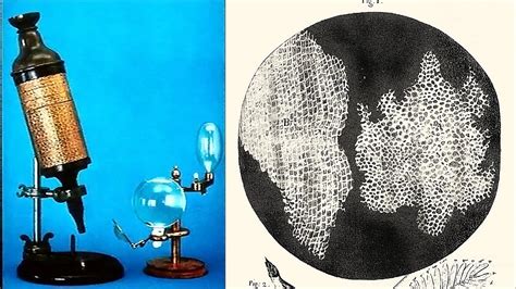 When Was Discovered The Cell