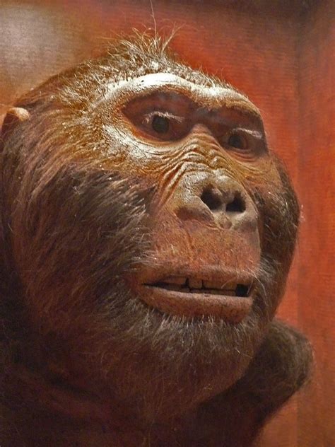 When Was Zinjanthropus Discovered