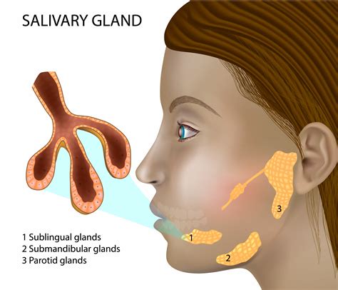 Where Are Salivary Glands Located