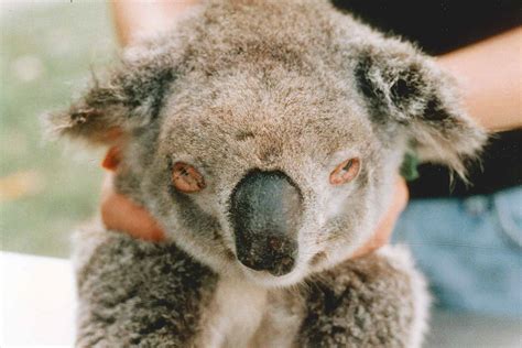 Where Did Chlamydia Come From Koalas